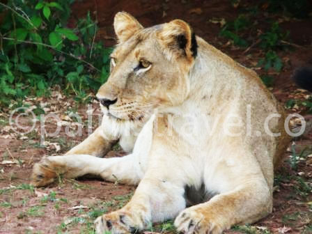 Lion in Mburo National Park