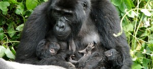 mother-gorilla